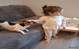 Mixed Breed dogs for sale: Jack Russel x Dachshund - Male 3 years old - Image 4