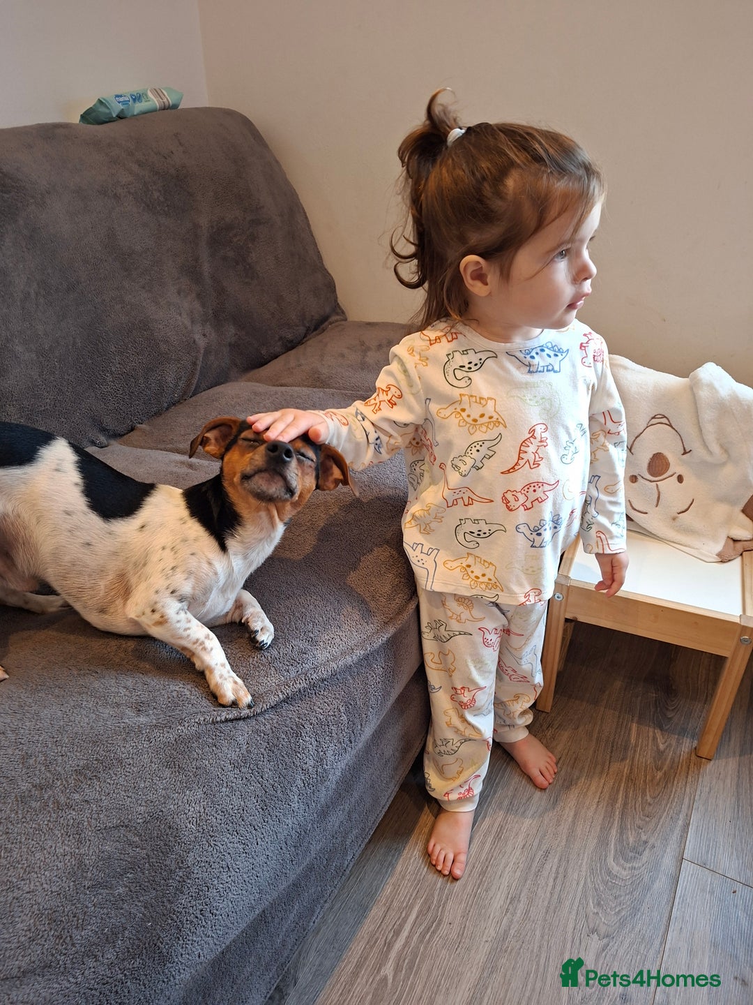 Mixed Breed dogs for sale: Jack Russel x Dachshund - Male 3 years old - Image 4