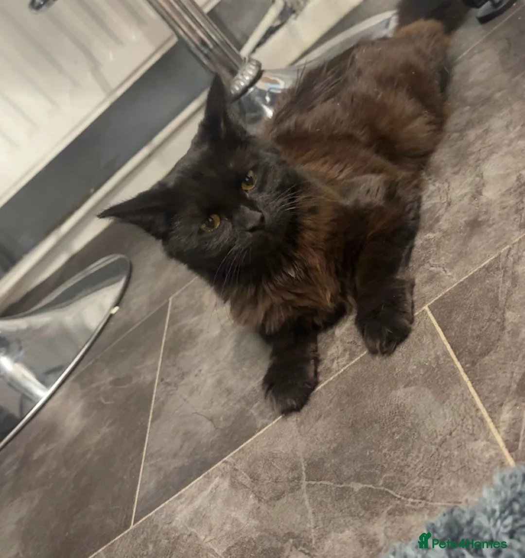 Ragcoon cats for sale: Ragdoll X  - Advert 2