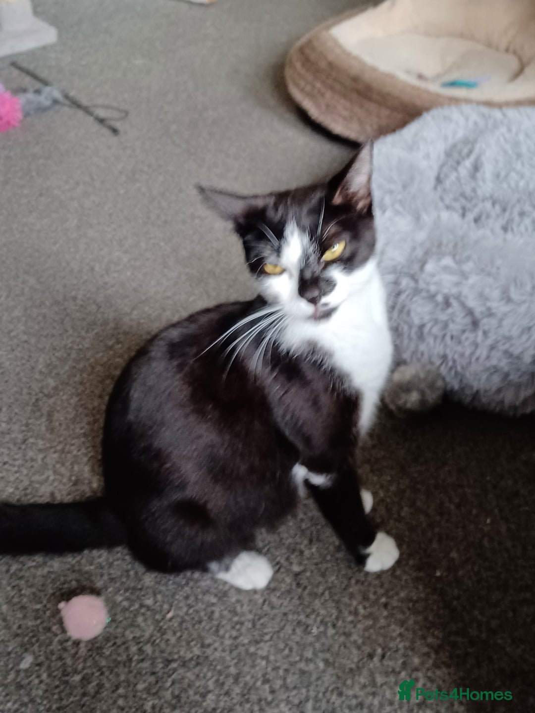 Domestic Shorthair cats for sale: Stunning kittens for sale - Image 24