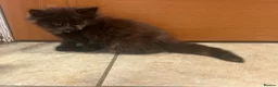 Mixed Breed cats for sale: Beautiful long haired female kittens - Advert 5