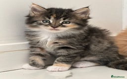 Maine Coon cats for sale: Stunning Mainecoon Kittens - Image 18
