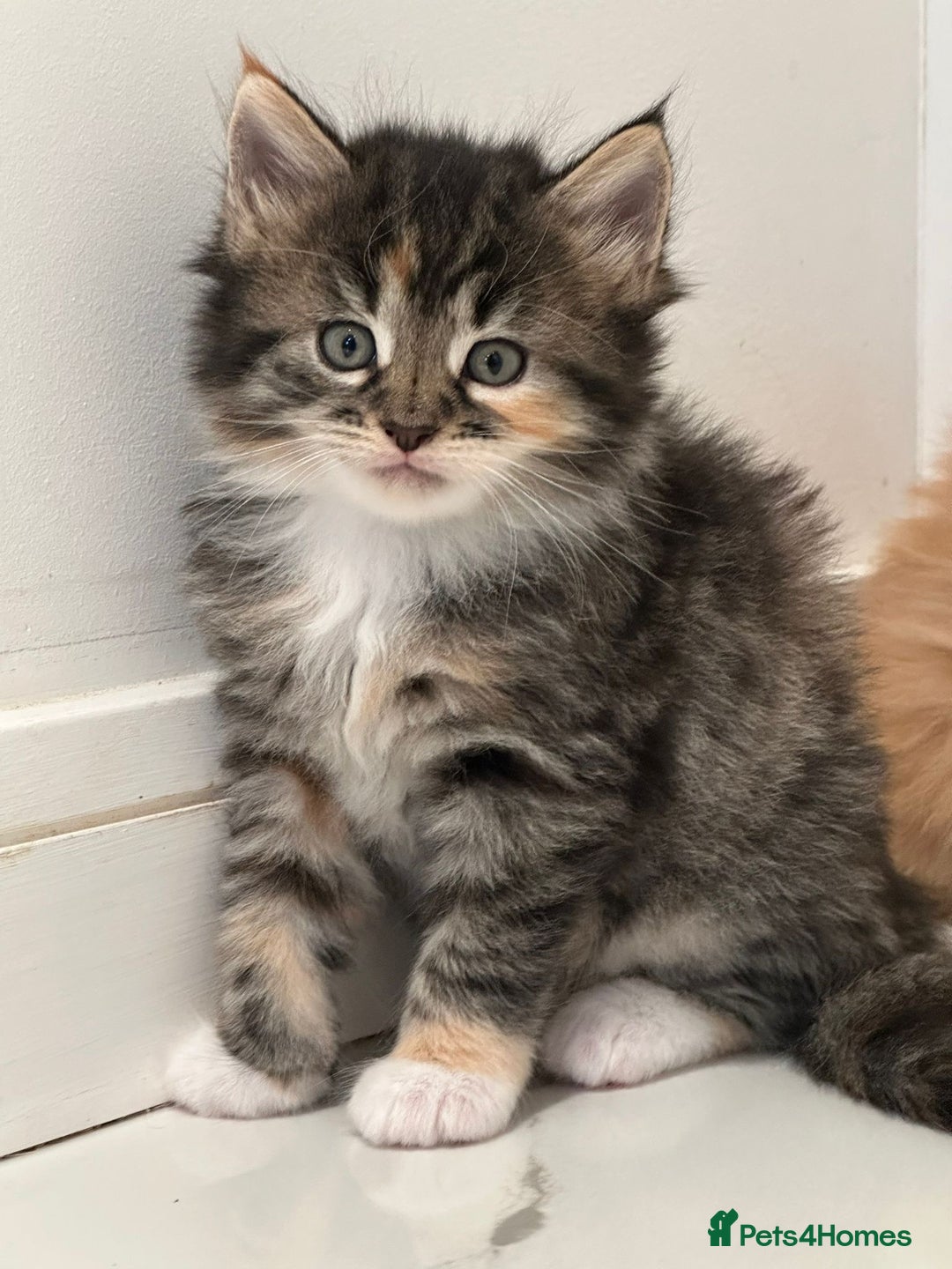 Maine Coon cats for sale: Stunning Mainecoon Kittens - Image 18