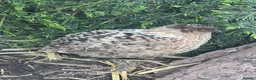 Quail poultry for sale: Coturnix quail eggs in Reading - Advert 7
