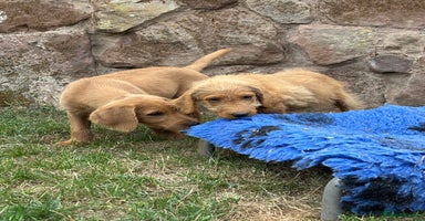 Labradoodle dogs - Advert 8