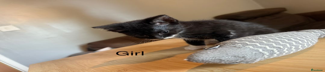 Mixed Breed Kitten 4
