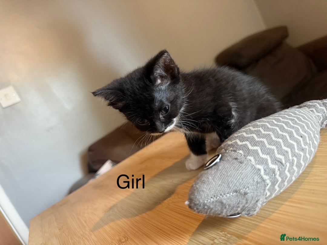 Mixed Breed cats for sale: 4 playful tuxedo kittens for sale - Image 5