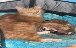 Mixed Breed cats for sale: Ginger kittens 4 left - Image 6