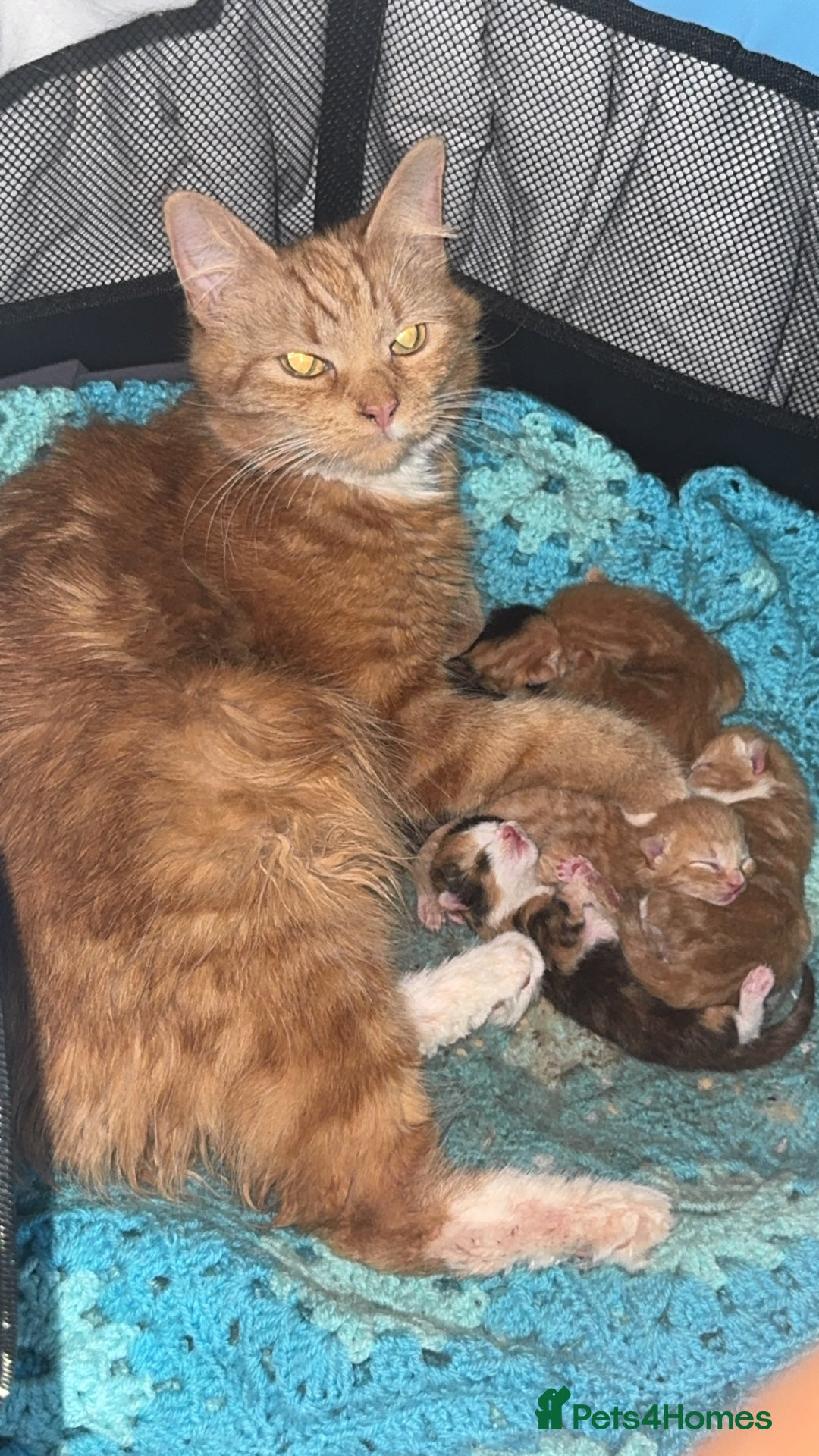 Mixed Breed cats for sale: Ginger kittens 4 left - Image 6