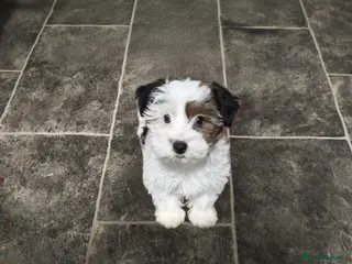 Biewer Terrier dogs Last Biewer terrier pup.Colourful Yorkshire Yorkie - Advert 8