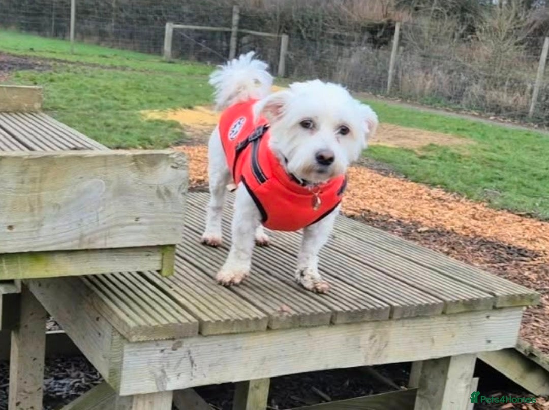 Mixed Breed dogs for adoption: NORRIS  - Advert 8