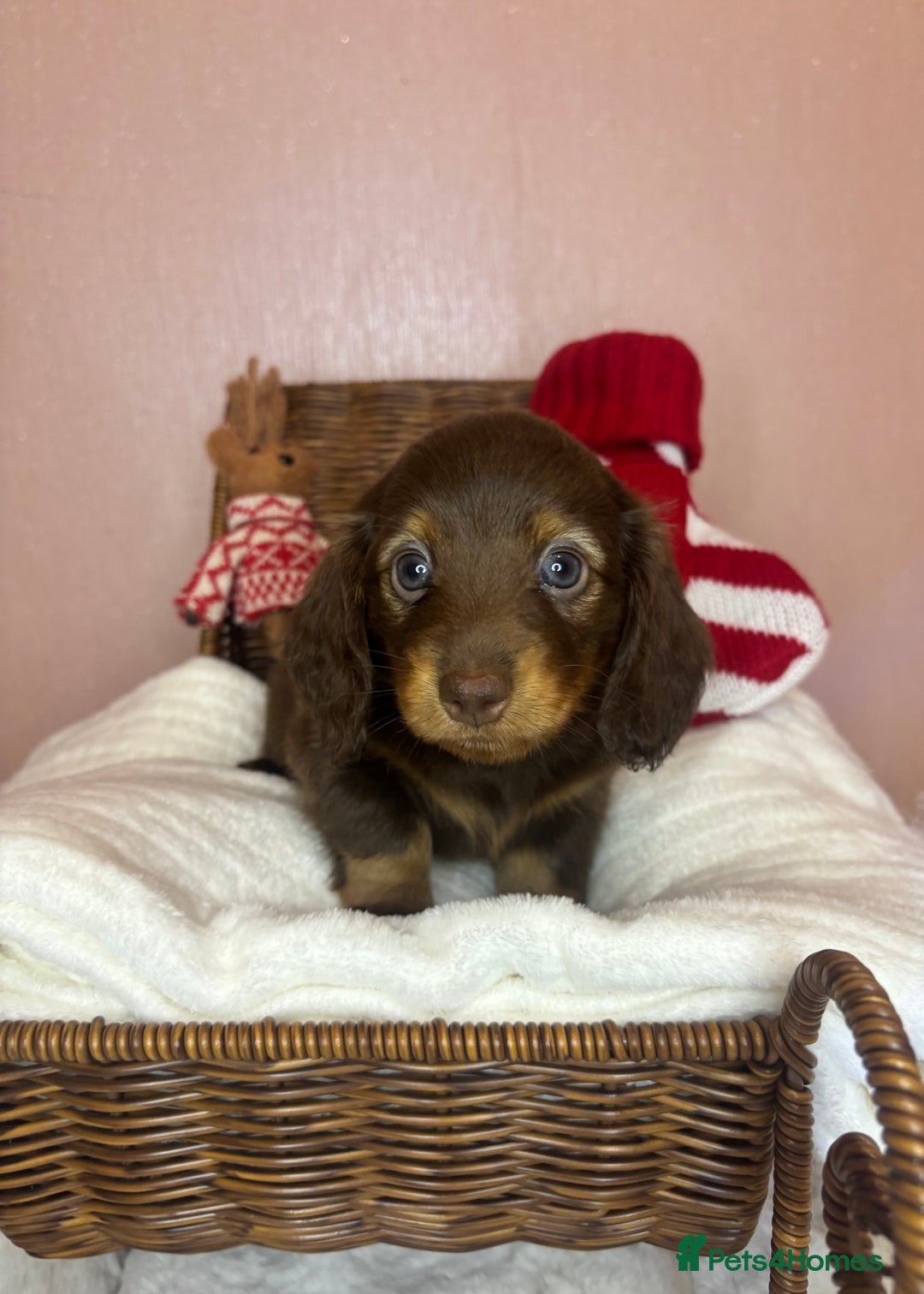 Miniature Dachshund dogs for sale: Champion Longhaired Miniature Dachshund Puppies - Advert 21