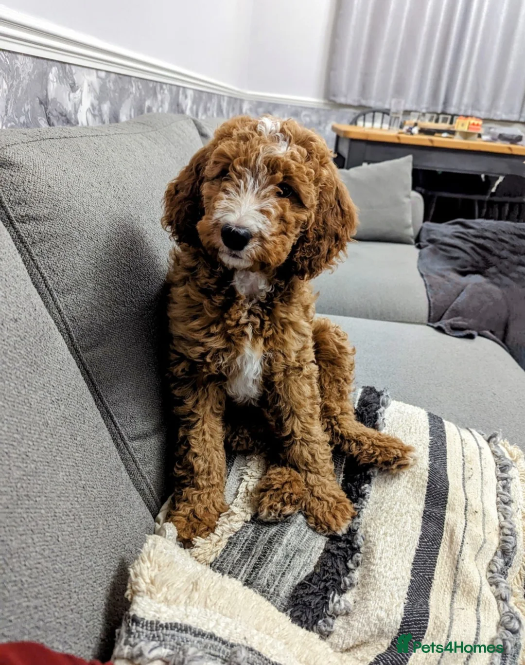 Irish Doodle dogs for stud: Irish Doodle Stud, Proven, DNA & Hip Tested in Tamworth - Advert 18