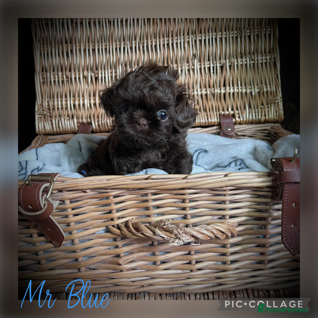 Shih Tzu dogs for sale: Stunning KC chocolate imperial Shihtzu puppies - Image 7