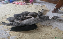 Domestic Shorthair cats for sale: Domestic shorthair kittens - taking reservations   - Image 12