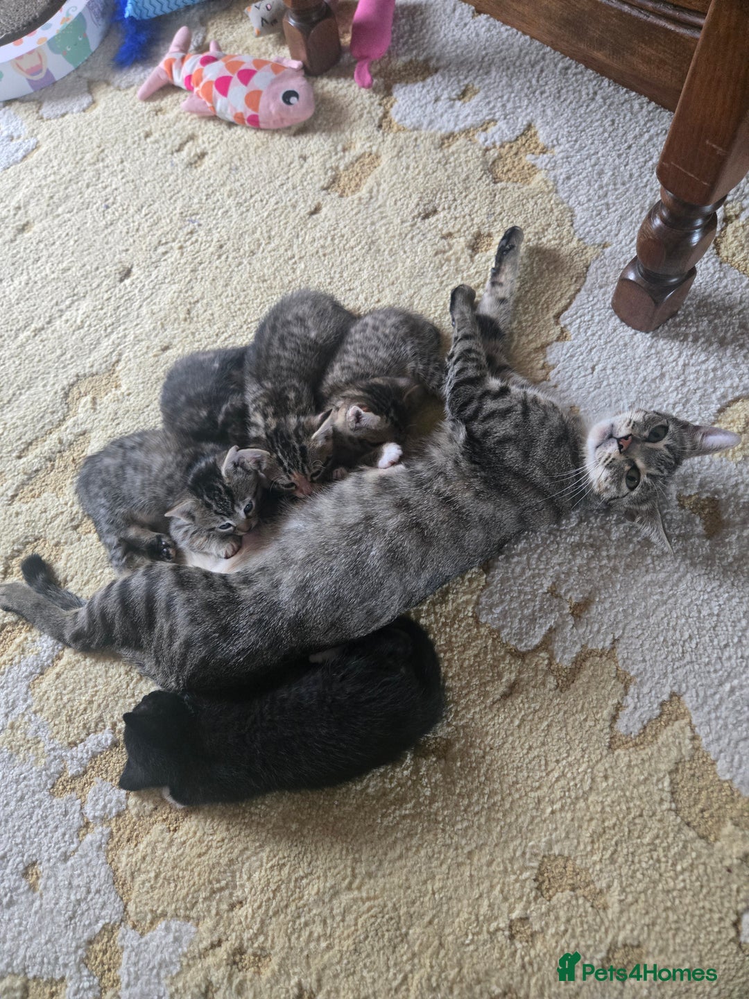 Domestic Shorthair cats for sale: Domestic shorthair kittens - taking reservations   - Image 12