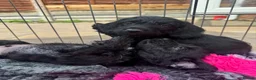 Doxiepoo dogs for sale: Beautifully bread Doxiepoos  - Advert 15
