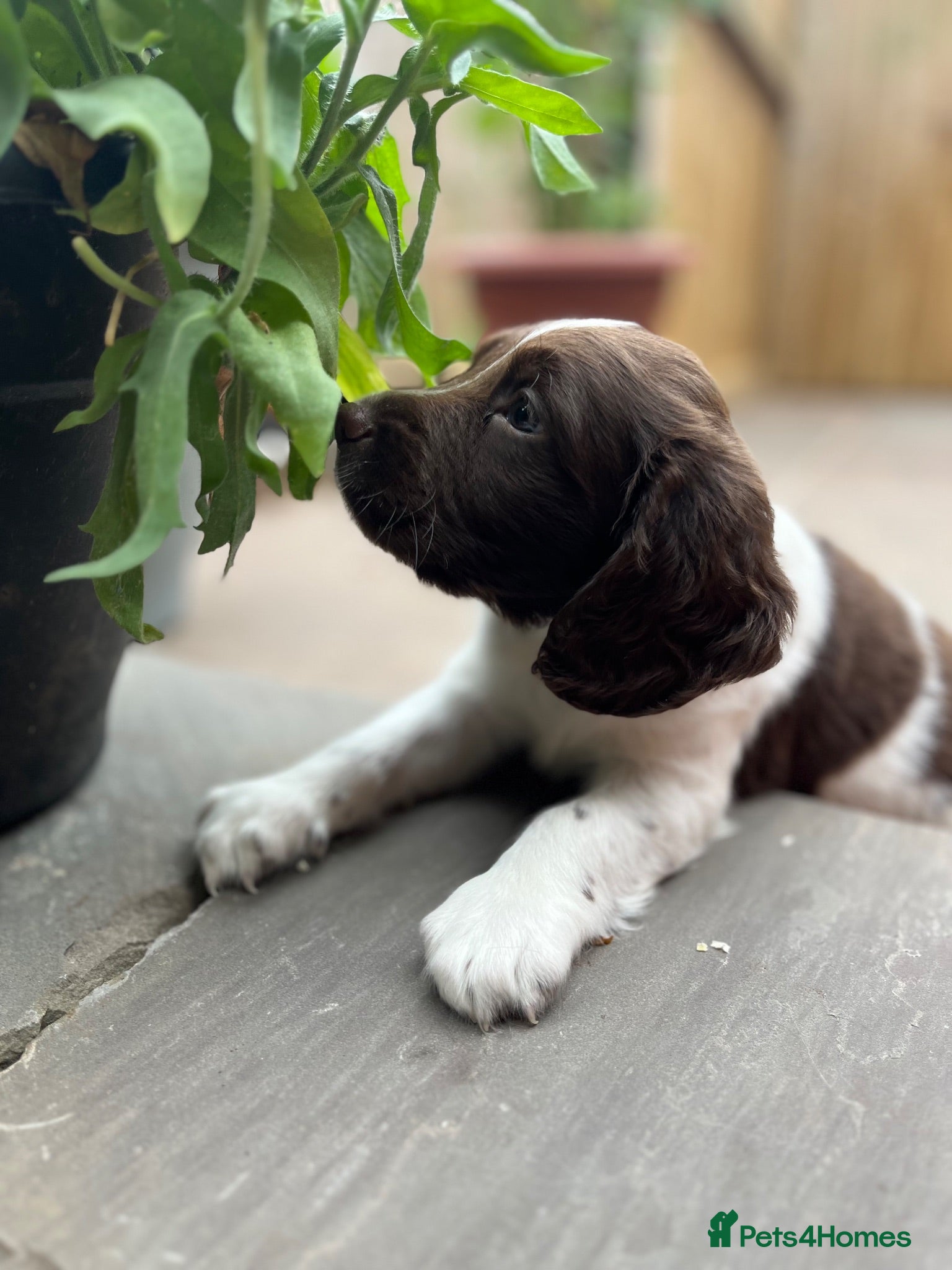 English Springer Spaniel dogs GORGEOUS ENGLISH SPRINGER SPANIEL PUPPIES - Advert 1