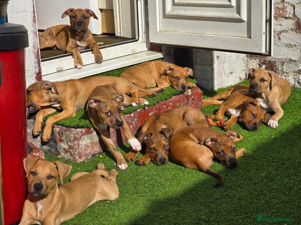 Mixed Breed dogs - Advert 1