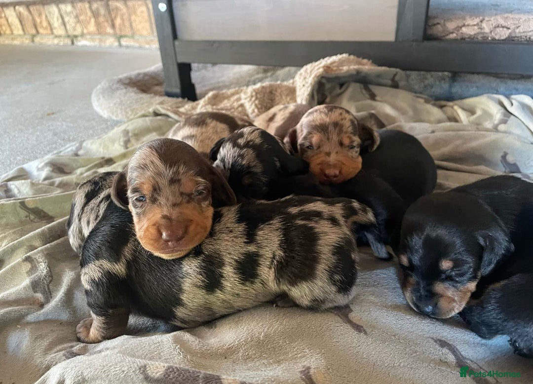 Miniature Dachshund dogs for sale: Splendid mini-dapple-doxies-shorthair - Image 9