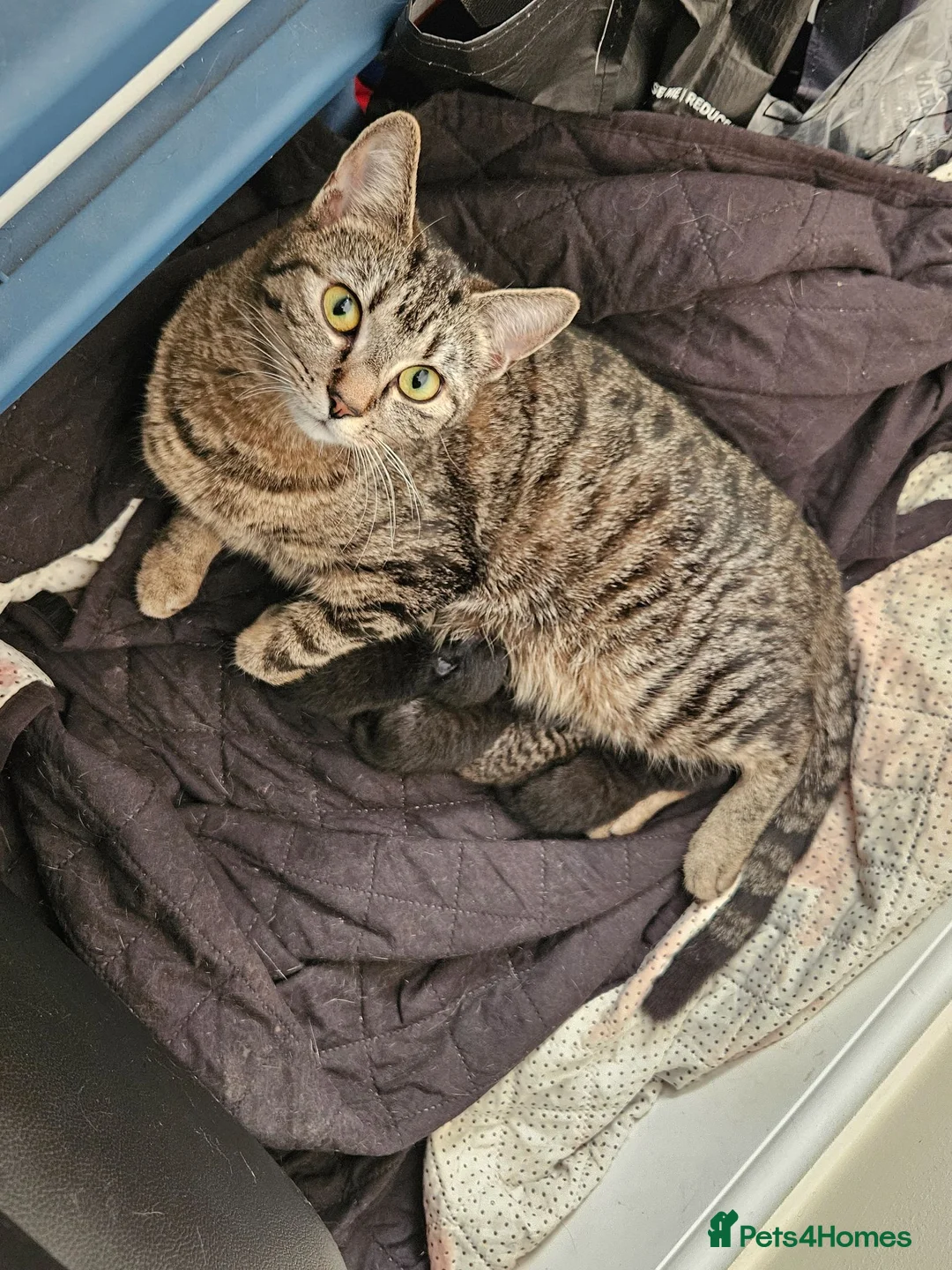 Domestic Shorthair cats for sale: Ready now - Advert 1