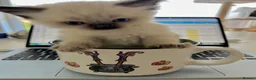 Ragdoll cats for sale: Beautiful litter of furry friends🩵🩷 - Advert 3