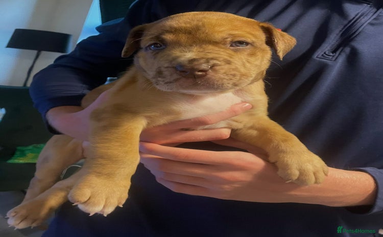 Mixed Breed dogs - Advert 1