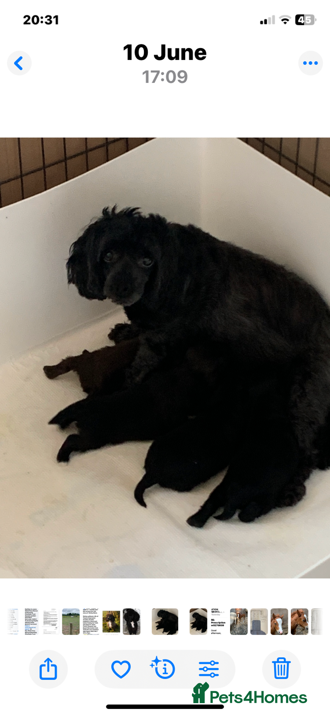 Shihpoo dogs for sale: Health tested shihpoo x toy poodle pups  - Image 10