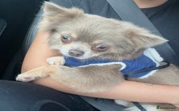 Chihuahua dogs for stud: Arlo - Chihuahua stud  - Image 1