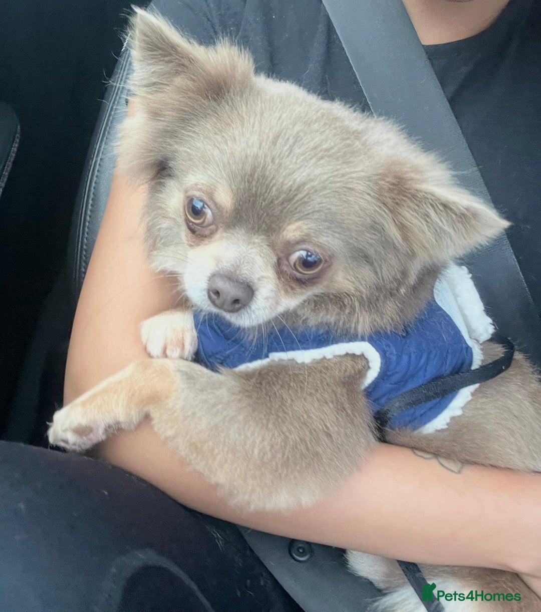 Chihuahua dogs for stud: Arlo - Chihuahua stud  - Image 1