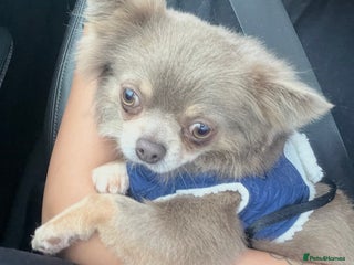 Chihuahua dogs - Advert 14