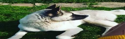 Akita dogs for sale: American Akita  in Littlehampton - Advert 2