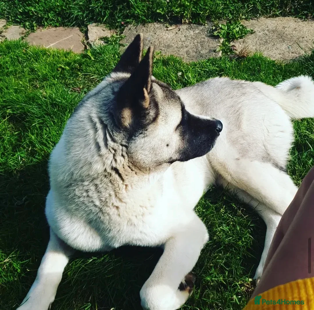 Akita dogs for sale: American Akita  in Littlehampton - Advert 2