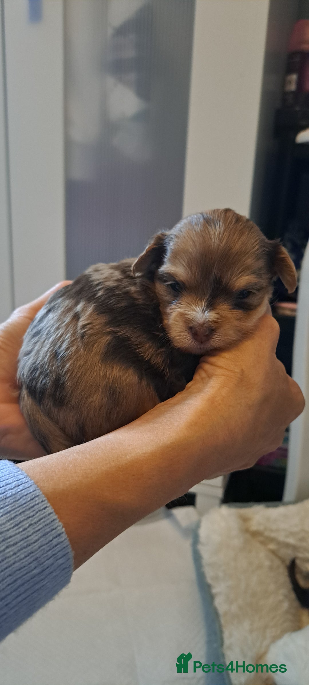 Yorkshire Terrier dogs for sale: 1 Boy & 3 Girls with Unique Coats - Image 10