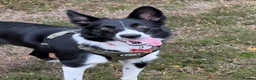 Border Collie dogs for sale: 2 year old border collie  - Advert 2