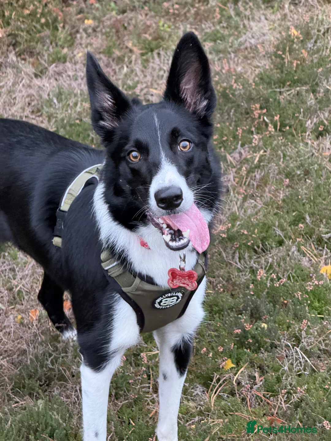 Border Collie dogs for sale: 2 year old border collie  - Advert 2