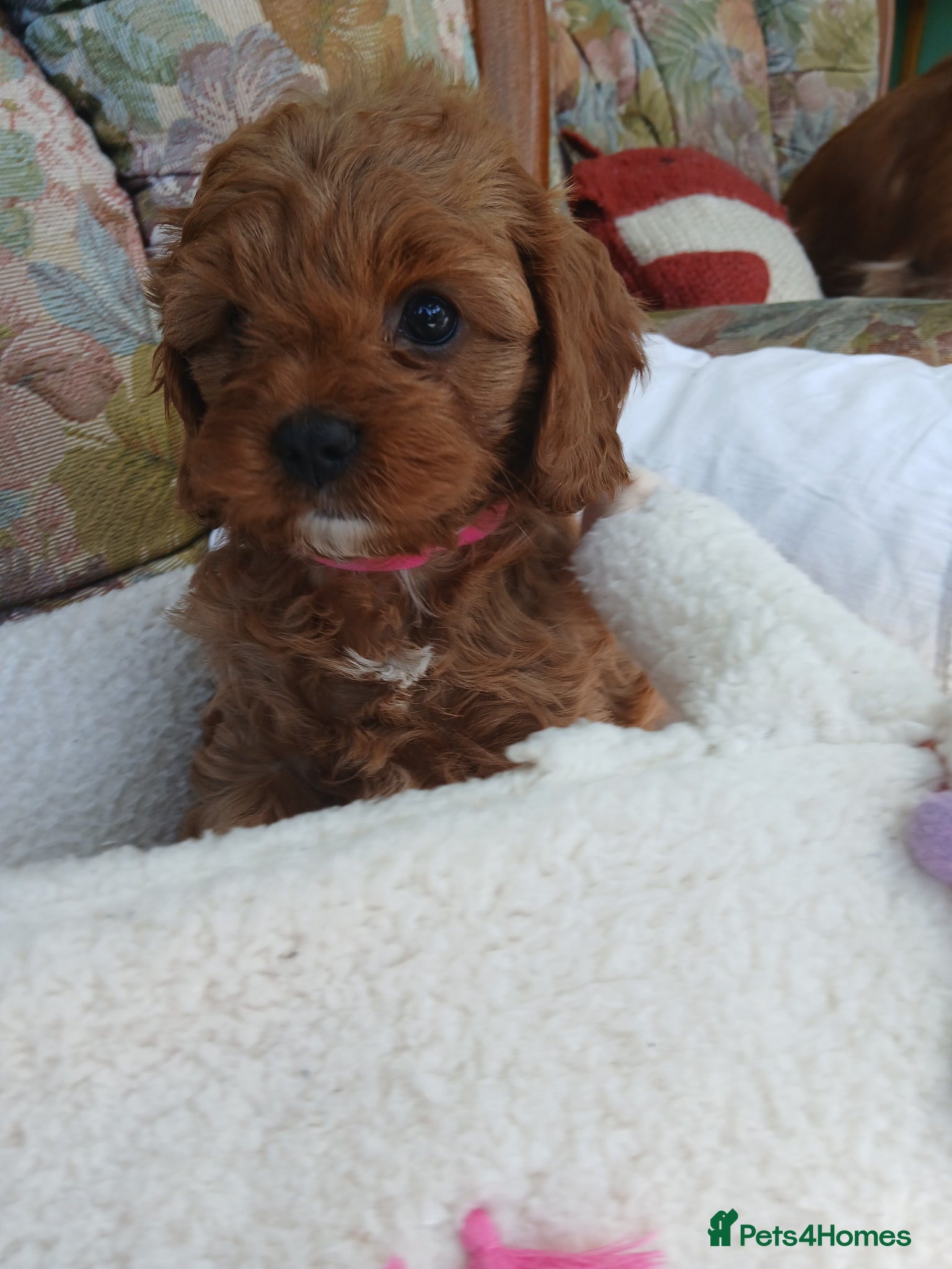 Cavapoo dogs Cavapoo puppies for sale - Advert 1