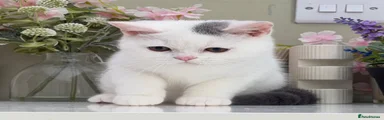 British Shorthair 5