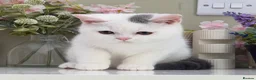 British Shorthair cats for sale: Stunning British Shorthair kittens  - Advert 21