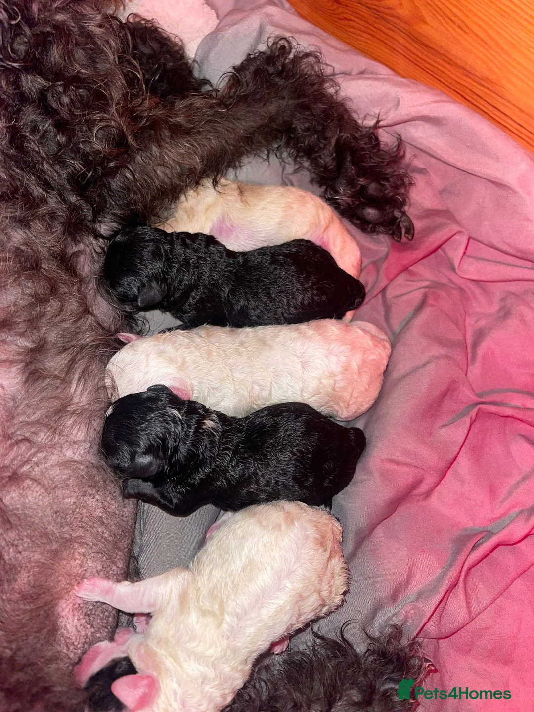 Miniature Poodle dogs for stud: Archie well Proven stud miniature poodle  in Chard - Advert 21