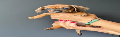 Miniature Dachshund 4