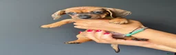 Miniature Dachshund dogs for sale: Miniature Smooth Dachshund Puppies  in Torquay - Advert 4