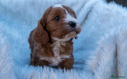 Cavapoo dogs for sale: Beautiful Cavapoo Puppies 1st Generation for sale - Image 6
