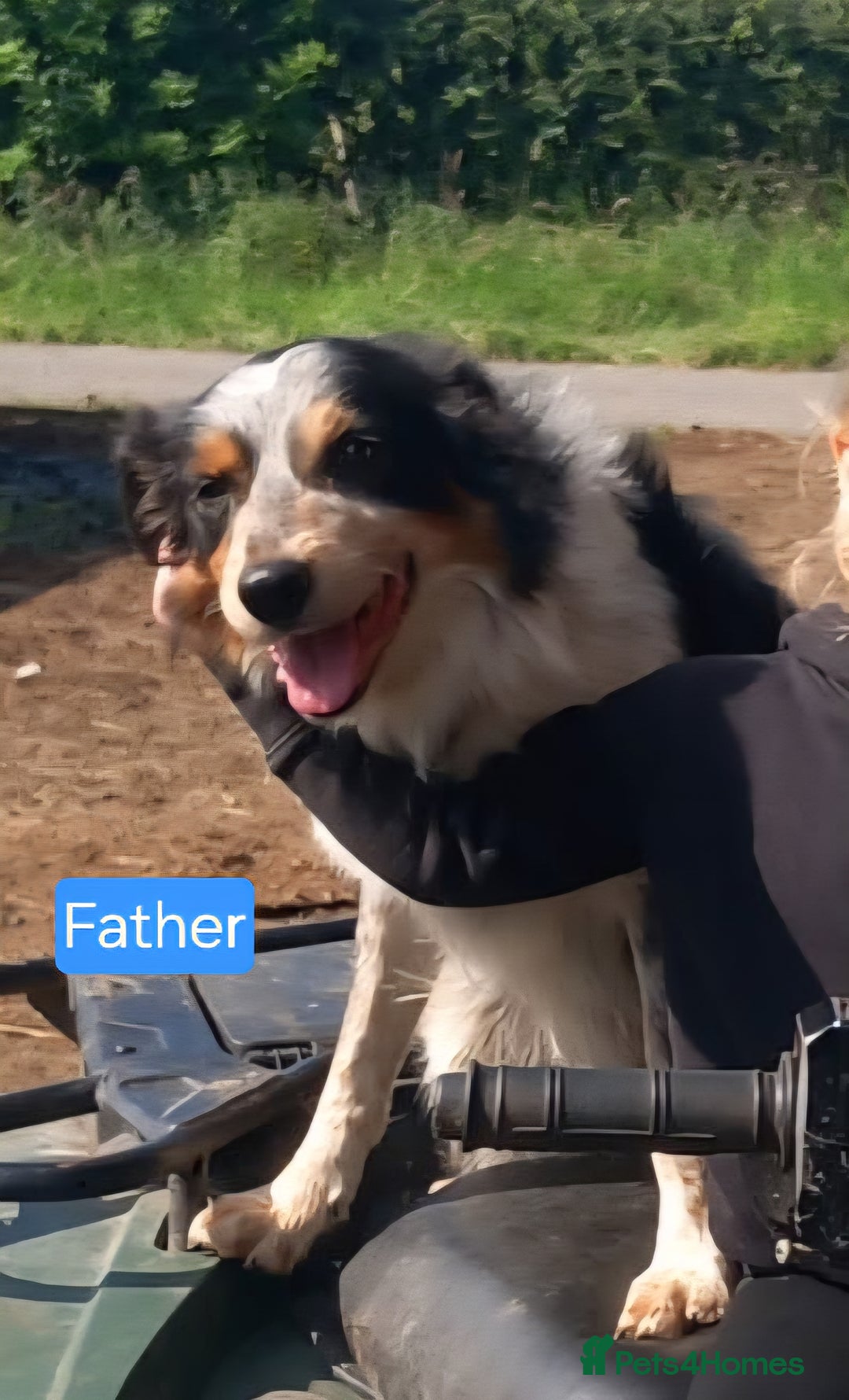 Border Collie dogs for sale: Border Collie Pups - Advert 11