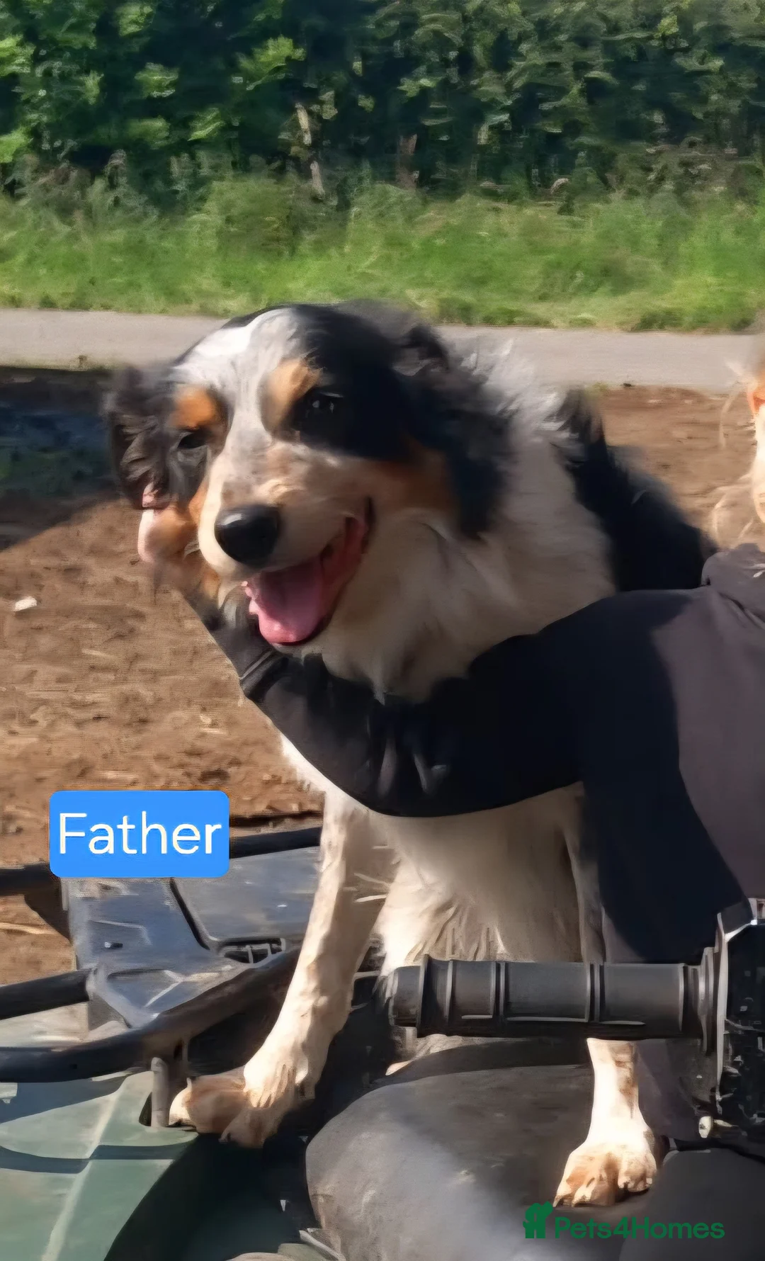 Border Collie dogs for sale: Border Collie Pups - Advert 2