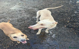 Mixed Breed dogs for sale: Bull Greyhound/Whippet Pups - Advert 7