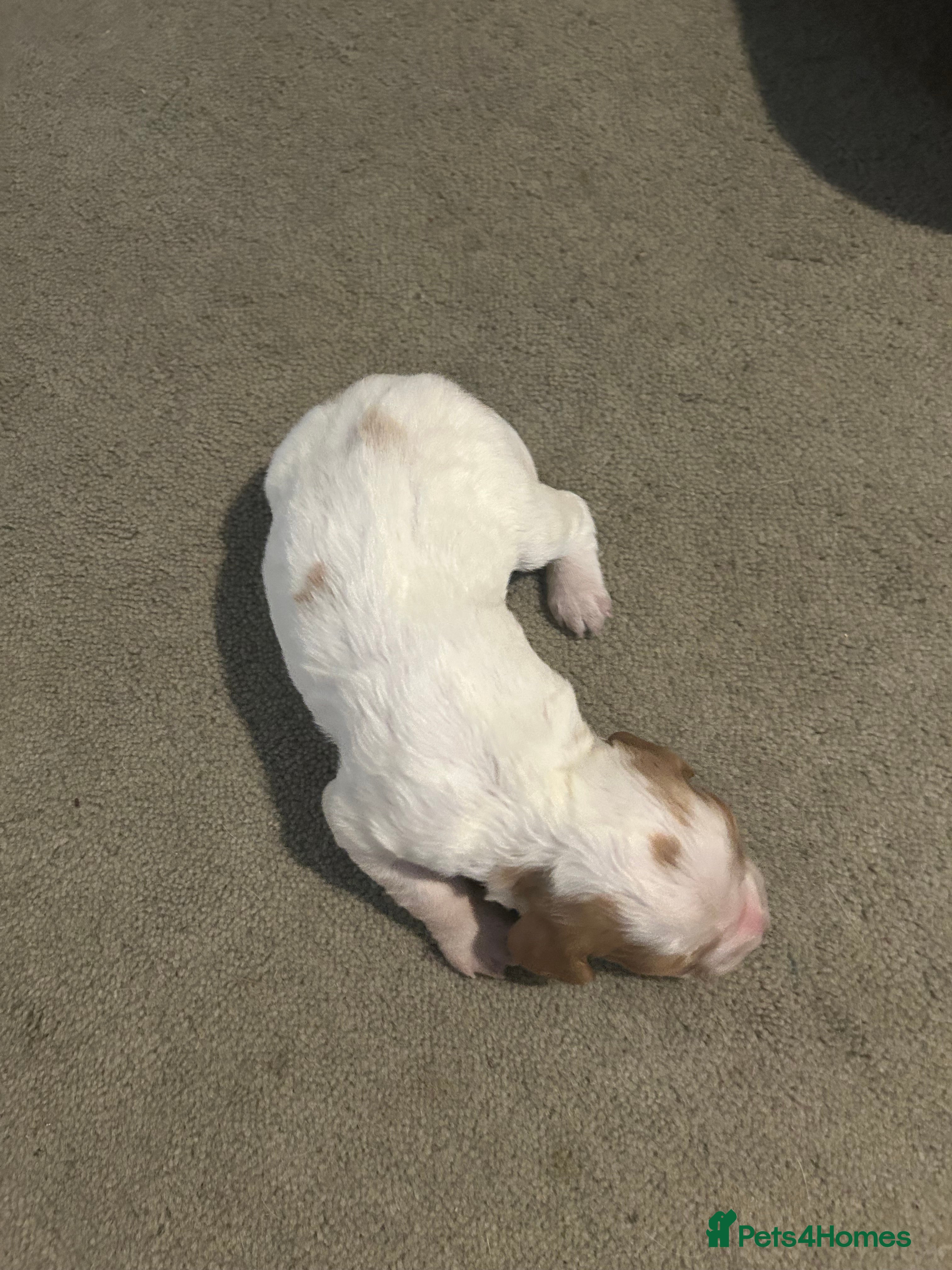 Mixed Breed dogs Beautiful Cocker cross Brittany Spaniel Puppies - Advert 2