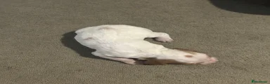 Dog puppy three