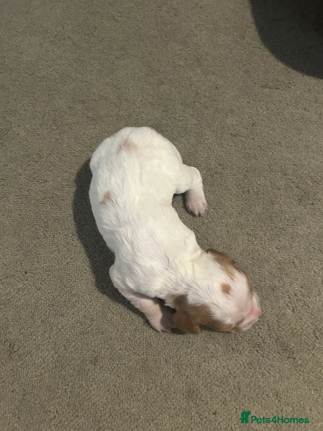 Mixed Breed dogs for sale: Beautiful Cocker cross Brittany Spaniel Puppies - Advert 2