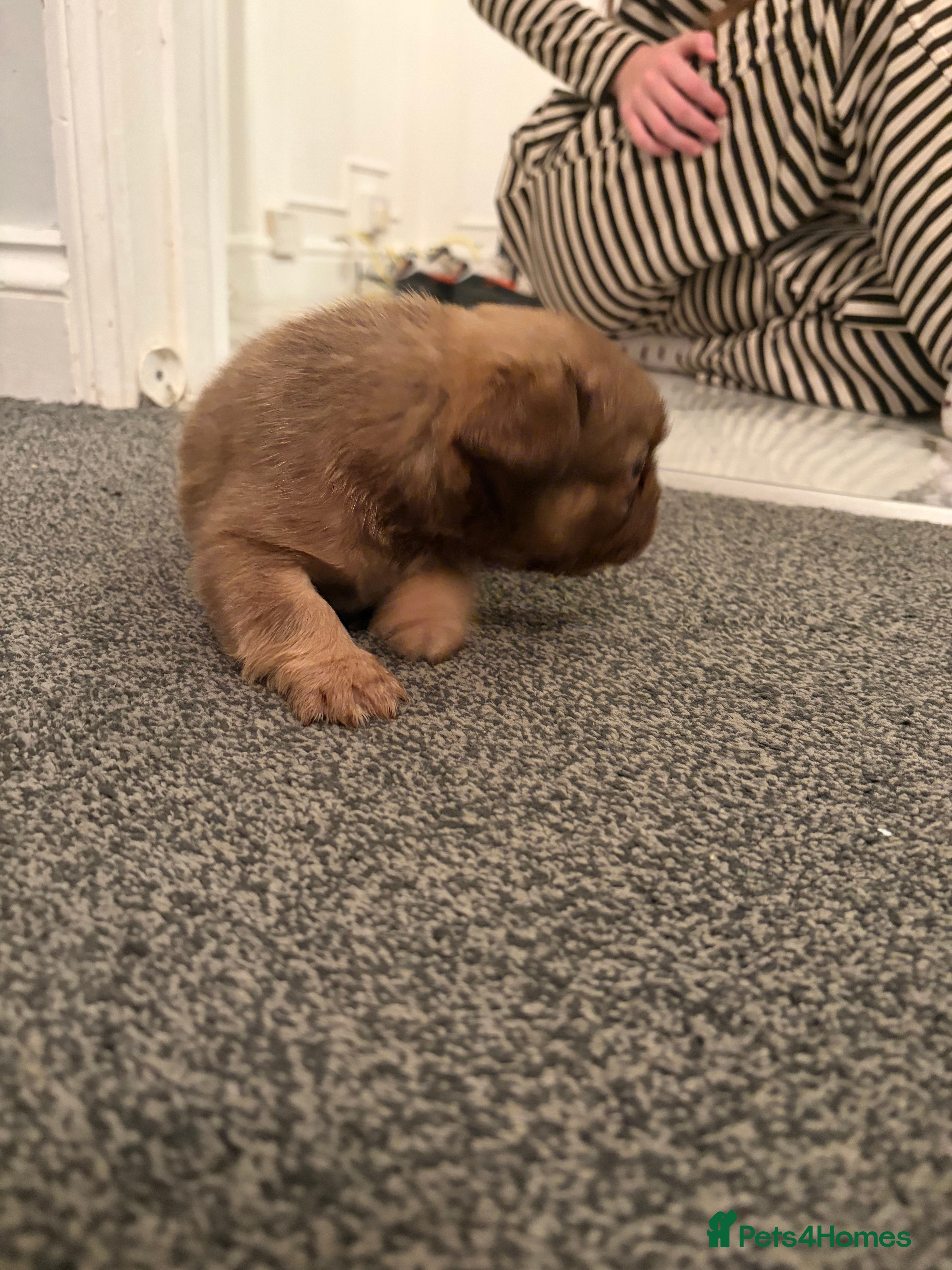 French Bulldog dogs Fluffy fenchie puppies  - Advert 2